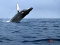 Ballenas jorobadas