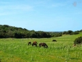 Cavalls, bicis y aventureros