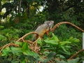 Iguanas de Costa Rica