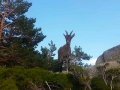Cabras de la pedriza