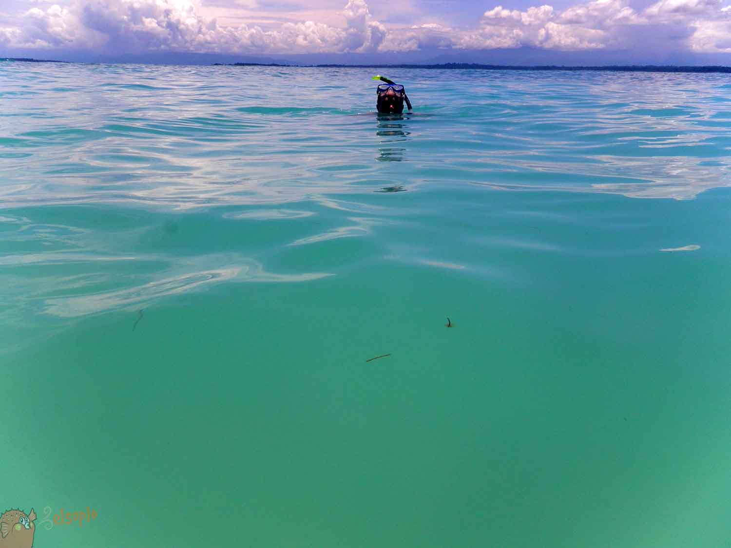 Snorkel en Bocas del Toro