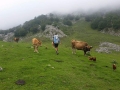 Caminando