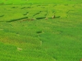 Campos de arroz en Sapa